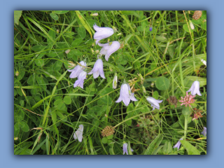 Harebell seen beside Hetton - Pittington Bridleway 2nd August 2020 3.jpg